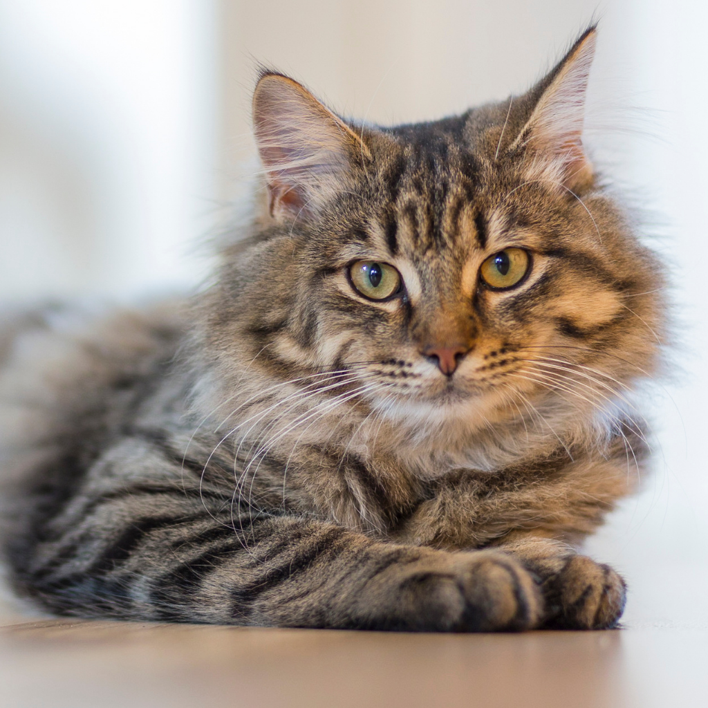 cat care