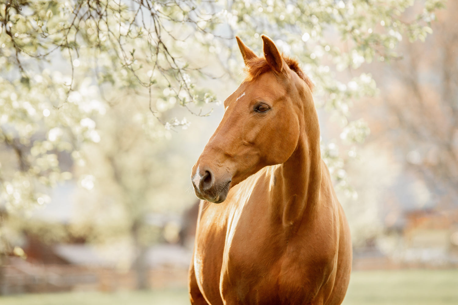 horse care