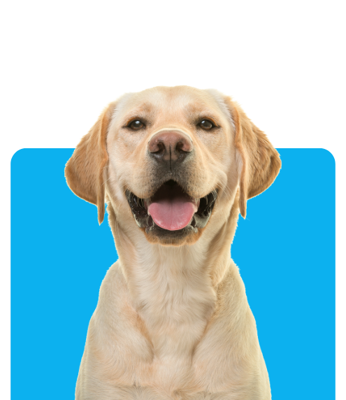 dog care